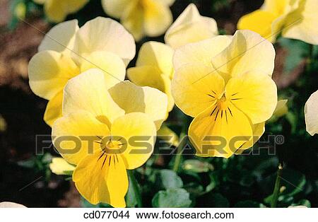 Pansies View Large Photo Image Picture - Pansies. Fotosearch