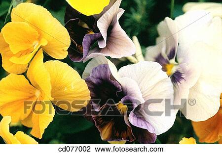 Pansies View Large Photo Image Stock Image - Pansies. Fotosearch