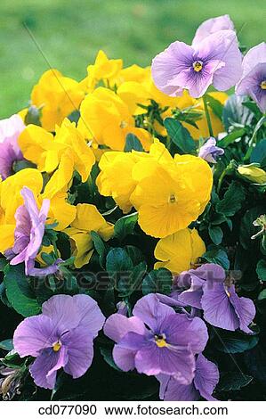 Pansies View Large Photo Image Stock Image - Pansies. Fotosearch