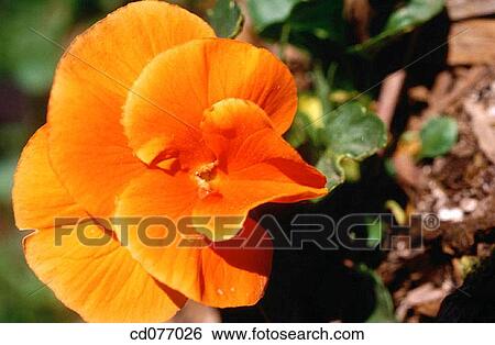 Pansy View Large Photo Image Stock Photograph - Pansy. Fotosearch