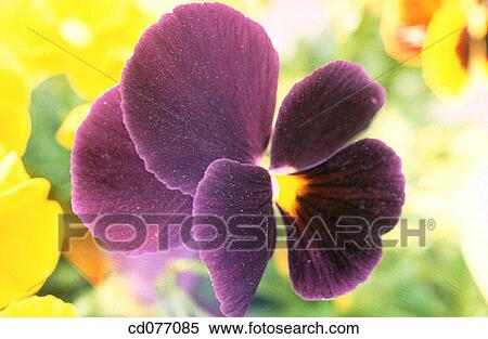 Pansy View Large Photo Image Stock Photography - Pansy. Fotosearch