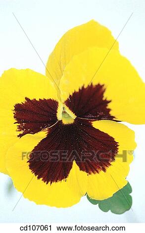 Pansy (Viola tricolor) View Large Photo Image Stock Image - Pansy (Viola tricolor). Fotosearch