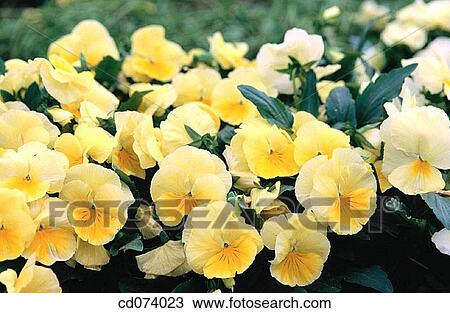 Pansy (Viola wittrockiana) View Large Photo Image Stock Image - Pansy (Viola wittrockiana). Fotosearch
