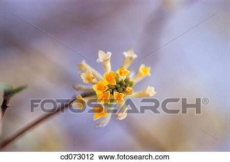 Paper bush (Edgeworthia papyrifera) View Large Photo Image Stock Image - Paper bush (Edgeworthia papyrifera). Fotosearch