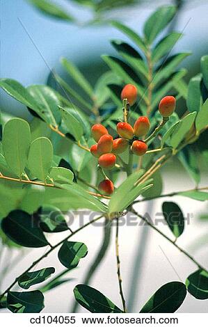 Paradise Tree (Simaruba glauca) View Large Photo Image Stock Photography - Paradise Tree (Simaruba glauca). Fotosearch