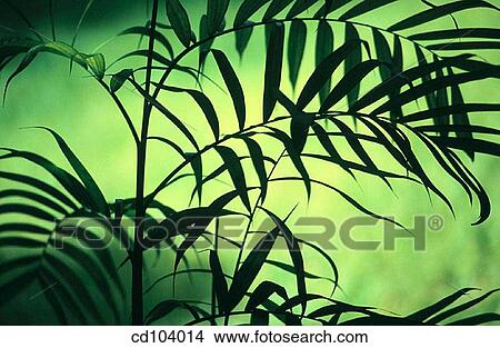 Picture - Parlor Palm or Neanthe Belle Palm (Chamaedorea elegans). Fotosearch