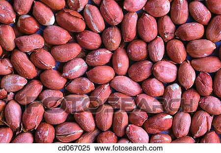 Peanuts View Large Photo Image Stock Photography - Peanuts. Fotosearch