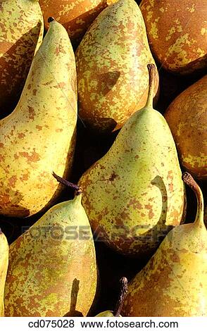 Pears View Large Photo Image Stock Photo - Pears. Fotosearch