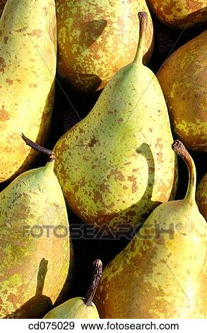 Pears View Large Photo Image Stock Photo - Pears. Fotosearch