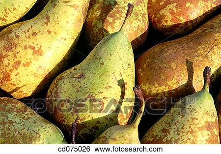 Pears View Large Photo Image Stock Photograph - Pears. Fotosearch