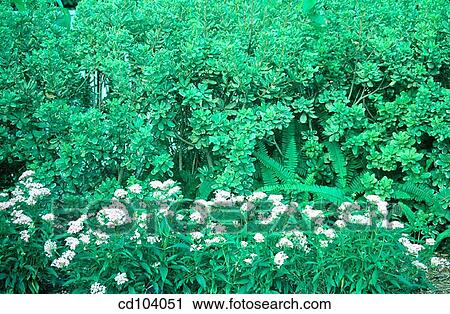 Pentas and pittosporum View Large Photo Image Stock Image - Pentas and pittosporum. Fotosearch