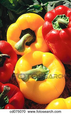 Peppers View Large Photo Image Stock Image - Peppers. Fotosearch