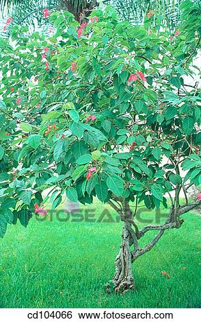 Peregrina View Large Photo Image Stock Photograph - Peregrina. Fotosearch