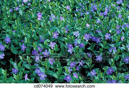Periwinkle (Vinca minor) View Large Photo Image Stock Photo - Periwinkle (Vinca minor). Fotosearch