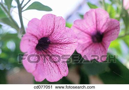 Petunias View Large Photo Image Stock Image - Petunias. Fotosearch