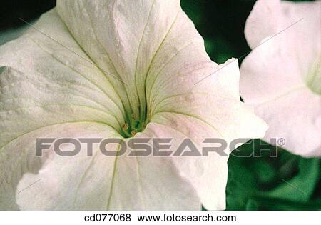 Petunias View Large Photo Image Stock Photo - Petunias. Fotosearch