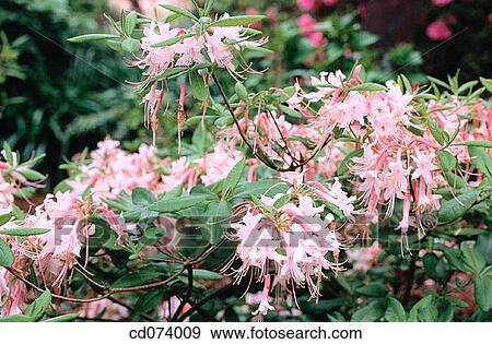 Piedmont azalea, Hoary azalea, Rhododendron canescens View Large Photo Image Stock Photo - Piedmont azalea, Hoary azalea, Rhododendron canescens. Fotosearch