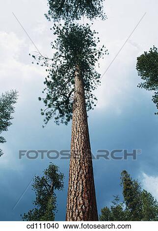 Pine. Yosemite National Park. California. USA View Large Photo Image Stock Image - Pine. Yosemite National Park. California. USA. Fotosearch