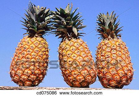 Pineapples View Large Photo Image Stock Photograph - Pineapples. Fotosearch