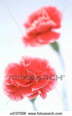 Pink Carnations (Dianthus hybr. ) View Large Photo Image Stock Photograph - Pink Carnations (Dianthus hybr. ). Fotosearch