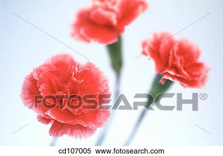 Pink Carnations (Dianthus hybr. ) View Large Photo Image Stock Photography - Pink Carnations (Dianthus hybr. ). Fotosearch