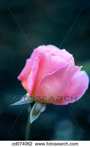 Pink Hybrid Tea Rose (Rosa? Tiffany? ) View Large Photo Image Stock Image - Pink Hybrid Tea Rose (Rosa? Tiffany? ). Fotosearch