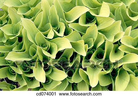 Plantain Lily (Hosta sp. ) View Large Photo Image Stock Image - Plantain Lily (Hosta sp. ). Fotosearch