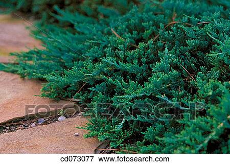 Plants View Large Photo Image Stock Photo - Plants. Fotosearch
