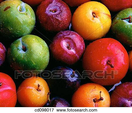 Plum View Large Photo Image Stock Photo - Plum. Fotosearch