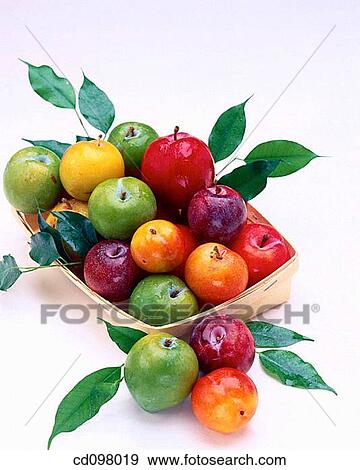 Plum View Large Photo Image Stock Photo - Plum. Fotosearch