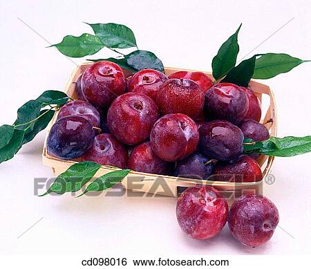 Plum View Large Photo Image Stock Photograph - Plum. Fotosearch