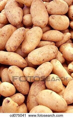 Potatoes View Large Photo Image Stock Image - Potatoes. Fotosearch