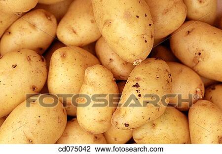 Potatoes View Large Photo Image Stock Image - Potatoes. Fotosearch