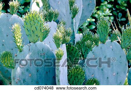 Prickly pear cactus (Opuntia sp. ) View Large Photo Image Stock Photo - Prickly pear cactus (Opuntia sp. ). Fotosearch