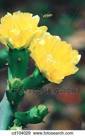 Prickly Pear flowers (Opuntia dillenii) View Large Photo Image Stock Photo - Prickly Pear flowers (Opuntia dillenii). Fotosearch