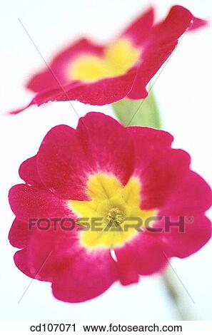 Primrose (Primula hybr. ) View Large Photo Image Stock Image - Primrose (Primula hybr. ). Fotosearch
