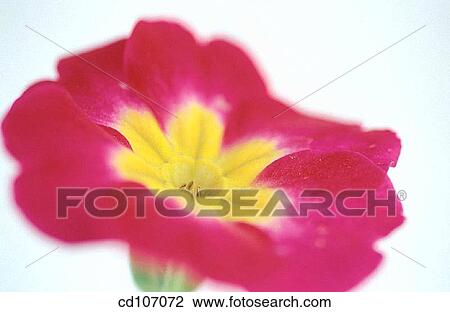 Primrose (Primula hybr. ) View Large Photo Image Stock Image - Primrose (Primula hybr. ). Fotosearch