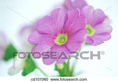 Primrose (Primula obconica) View Large Photo Image Stock Image - Primrose (Primula obconica). Fotosearch