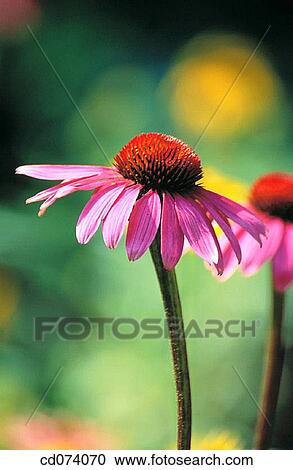 Purple coneflower (Echinacea purpurea) View Large Photo Image Stock Image - Purple coneflower (Echinacea purpurea). Fotosearch