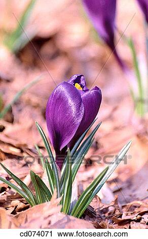 Purple crocus (Crocus purpurea) View Large Photo Image Stock Image - Purple crocus (Crocus purpurea). Fotosearch