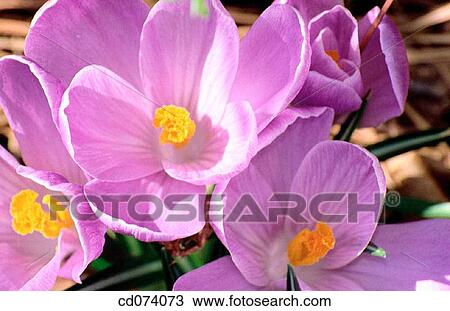 Purple crocus (Crocus purpurea) View Large Photo Image Stock Image - Purple crocus (Crocus purpurea). Fotosearch
