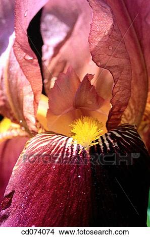 Purple Iris View Large Photo Image Picture - Purple Iris. Fotosearch