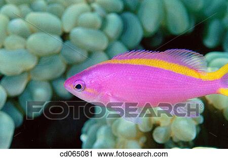 Purple Wrasse. Indo-Pacific Ocean. View Large Photo Image Stock Image - Purple Wrasse. Indo-Pacific Ocean.. Fotosearch