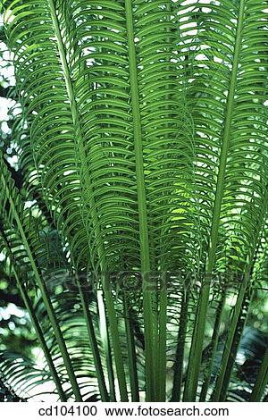 Queen Sago (Cycas circinalis) View Large Photo Image Stock Image - Queen Sago (Cycas circinalis). Fotosearch
