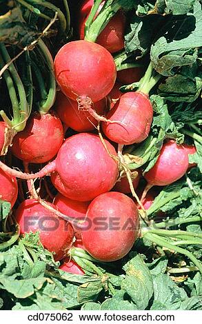 Radishes View Large Photo Image Stock Image - Radishes. Fotosearch