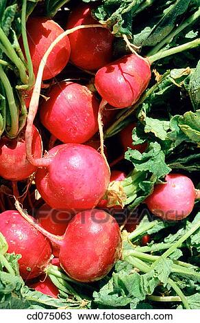 Radishes View Large Photo Image Stock Image - Radishes. Fotosearch