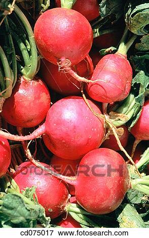 Radishes View Large Photo Image Stock Photo - Radishes. Fotosearch