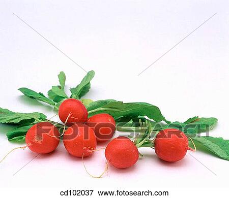 Radishes View Large Photo Image Stock Photo - Radishes. Fotosearch
