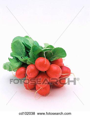 Radishes View Large Photo Image Stock Photo - Radishes. Fotosearch