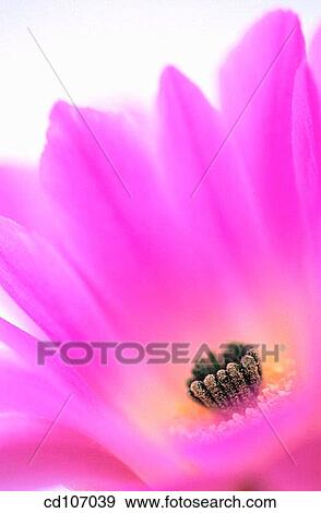 Rainbow Hedgehog (Echinocereus pectinatus) View Large Photo Image Stock Photo - Rainbow Hedgehog (Echinocereus pectinatus). Fotosearch